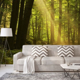 Painel Fotográfico Floresta