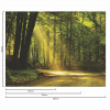Painel Fotográfico Floresta - 1